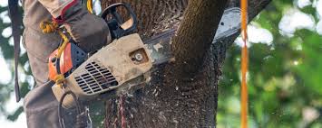 Best Arborist Consultation Services  in Chowchilla, CA