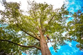 Best Tree Maintenance Programs  in Chowchilla, CA