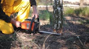 Best Tree Trimming and Pruning  in Chowchilla, CA