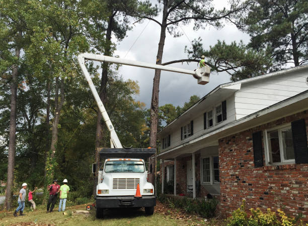 Chowchilla, CA Tree Care Pros