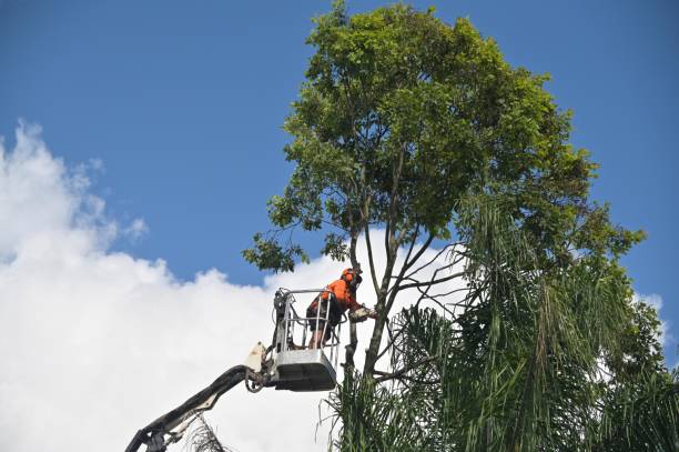 Best Tree Cabling and Bracing  in Chowchilla, CA