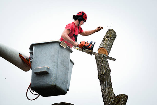 Best Tree Preservation Services  in Chowchilla, CA