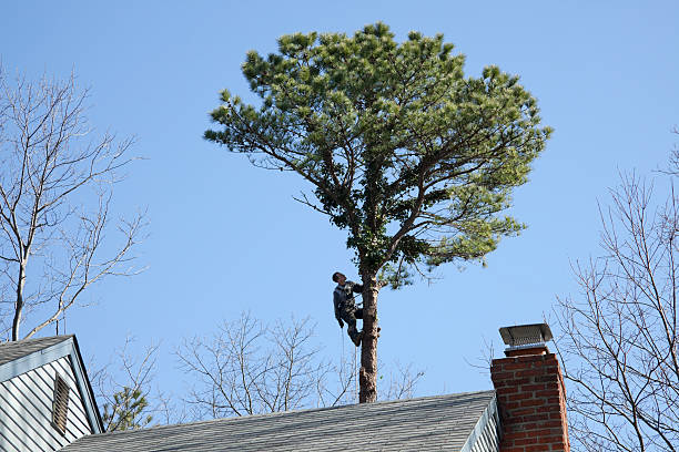 Best Tree Risk Assessment  in Chowchilla, CA